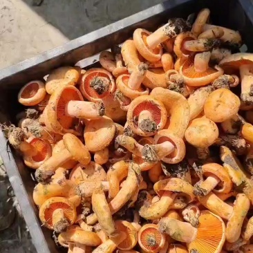 野生菌