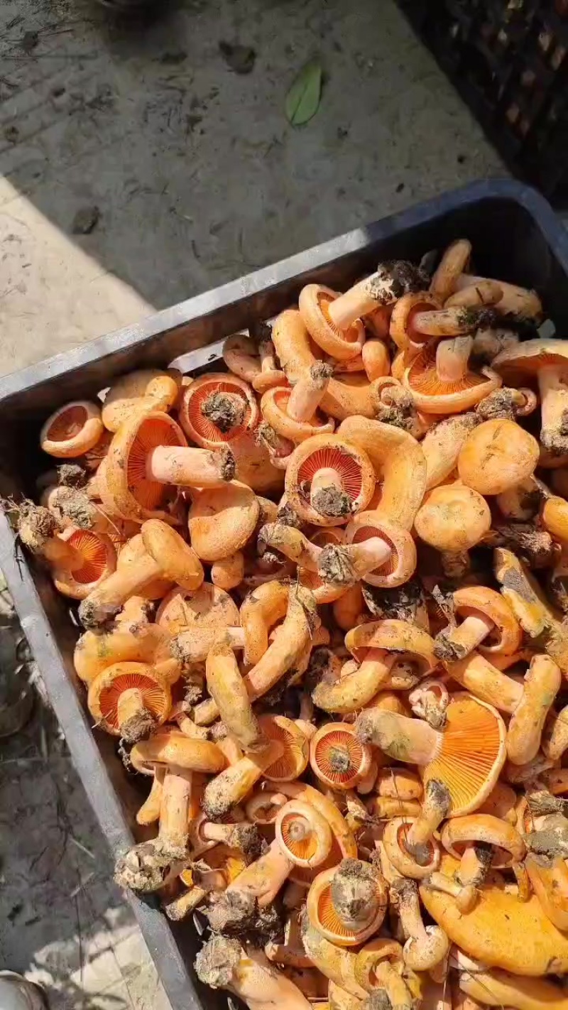 野生菌