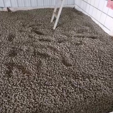 大量饲料螺，欢迎购买饲料螺咨询打电话给我