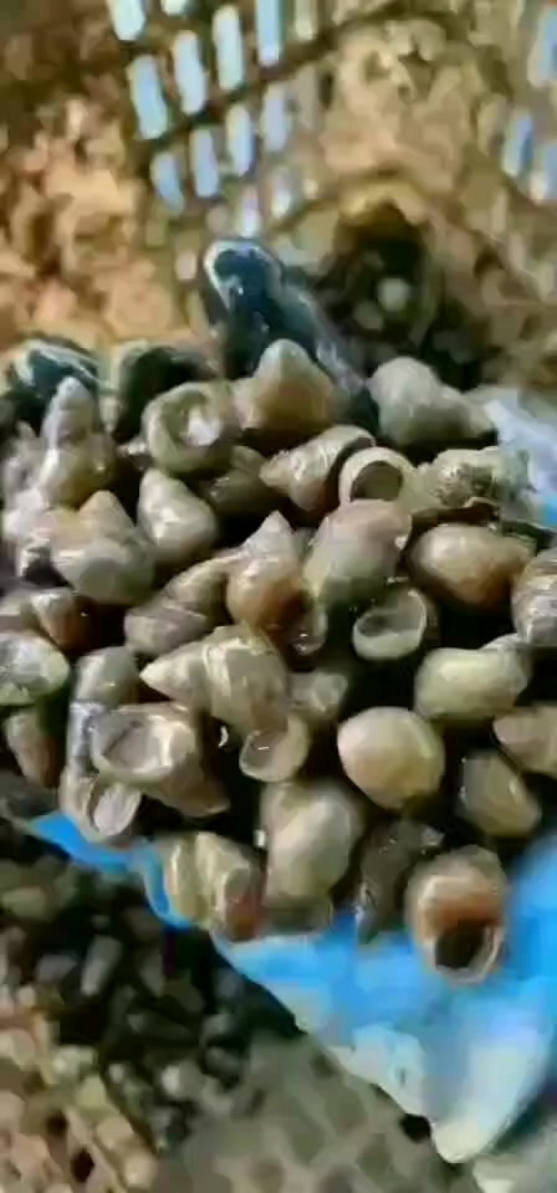 大量饲料螺，欢迎购买饲料螺咨询打电话给我