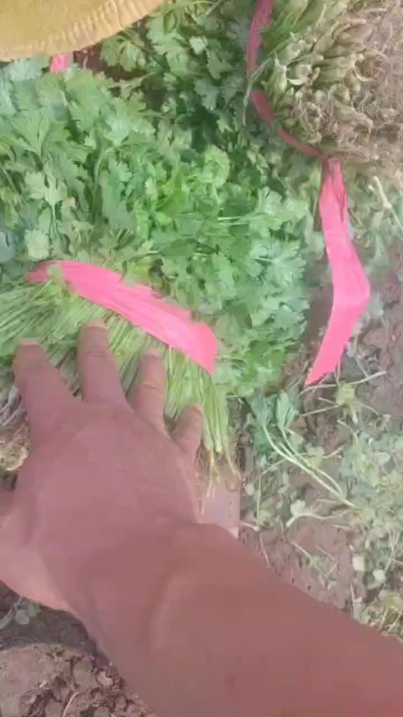 香菜
