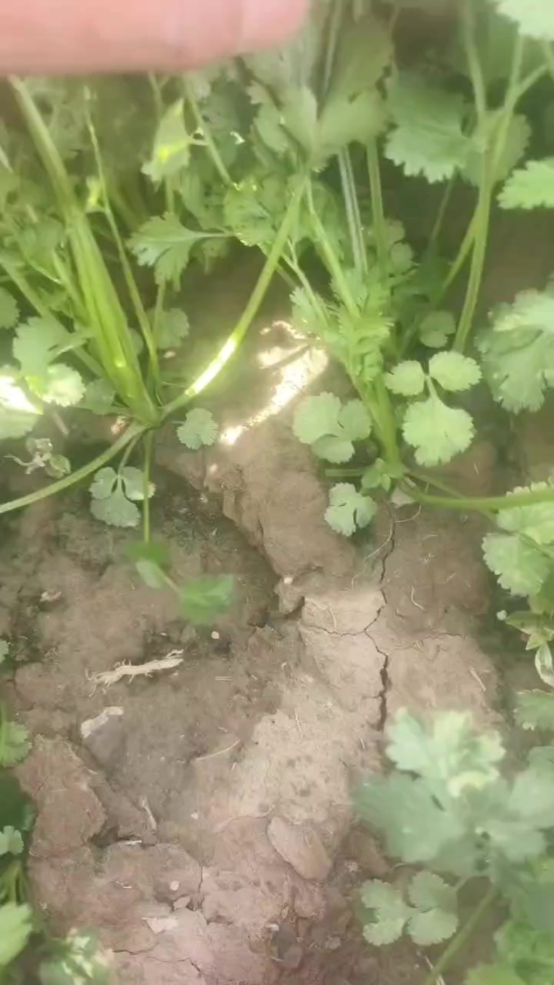 香菜