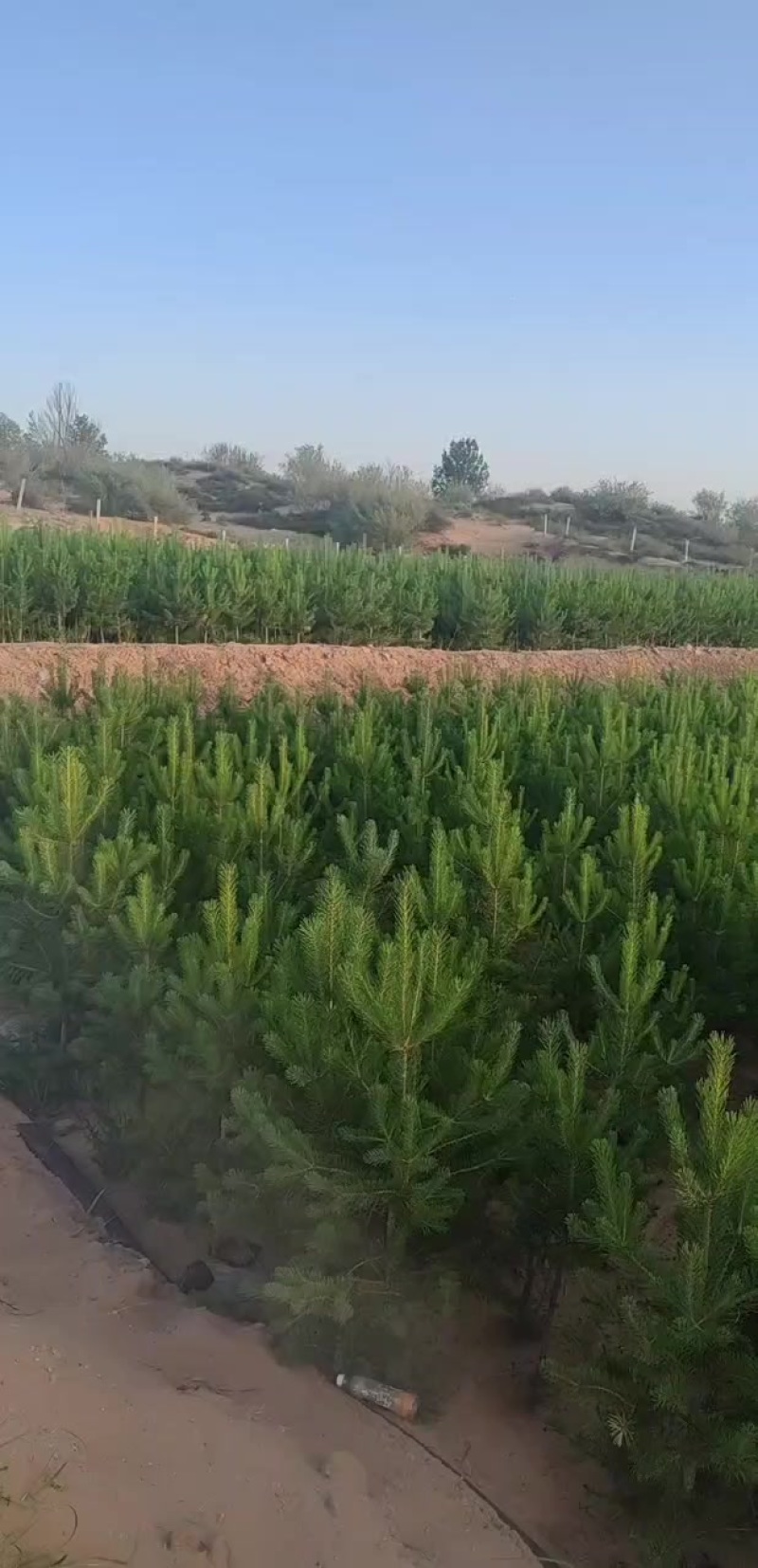 樟子松