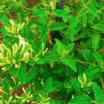 大量金银花