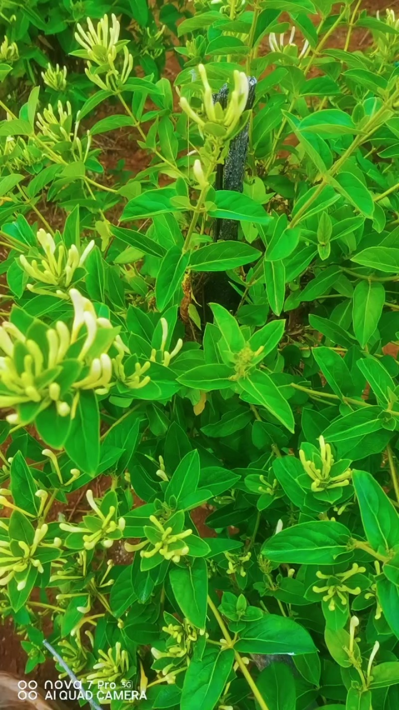 大量金银花