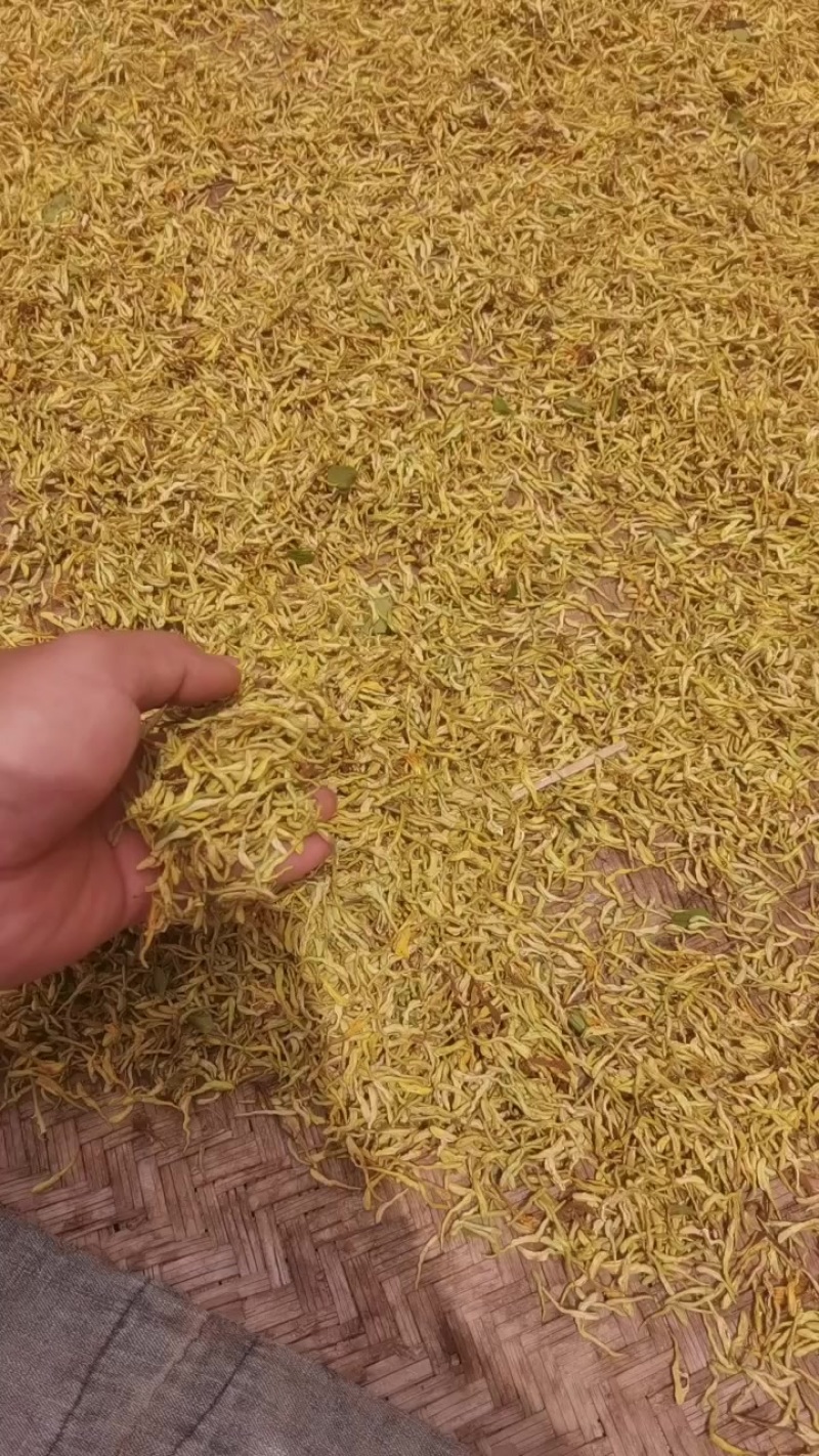 大量金银花