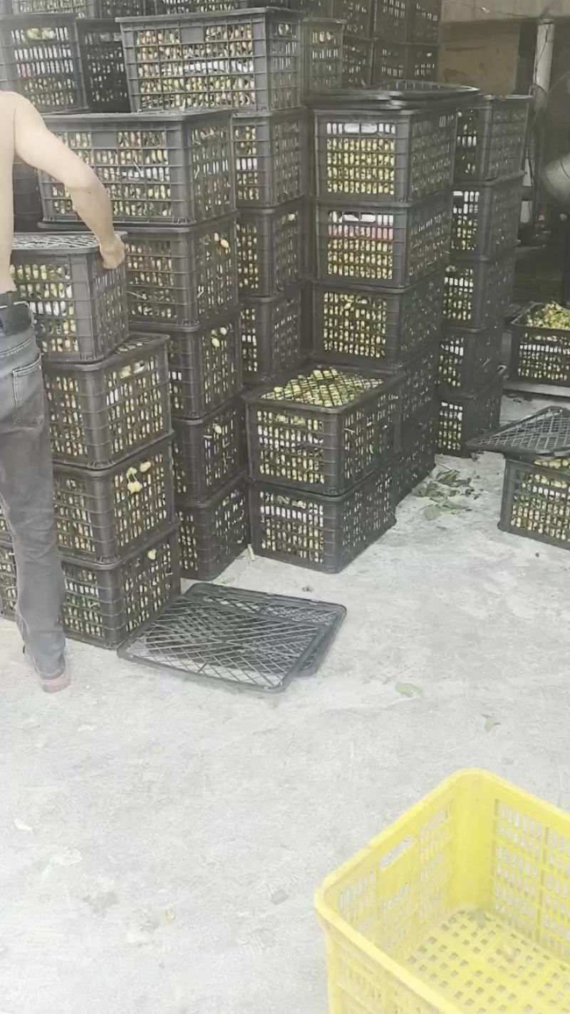 今天黄皮靓果