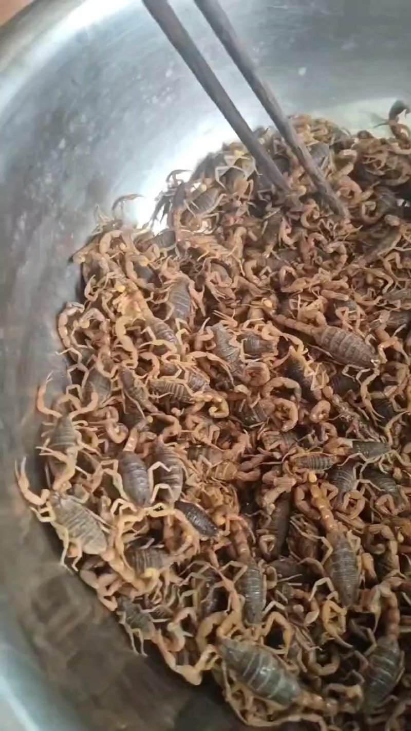 王坟黑背山蝎子。十足全蝎