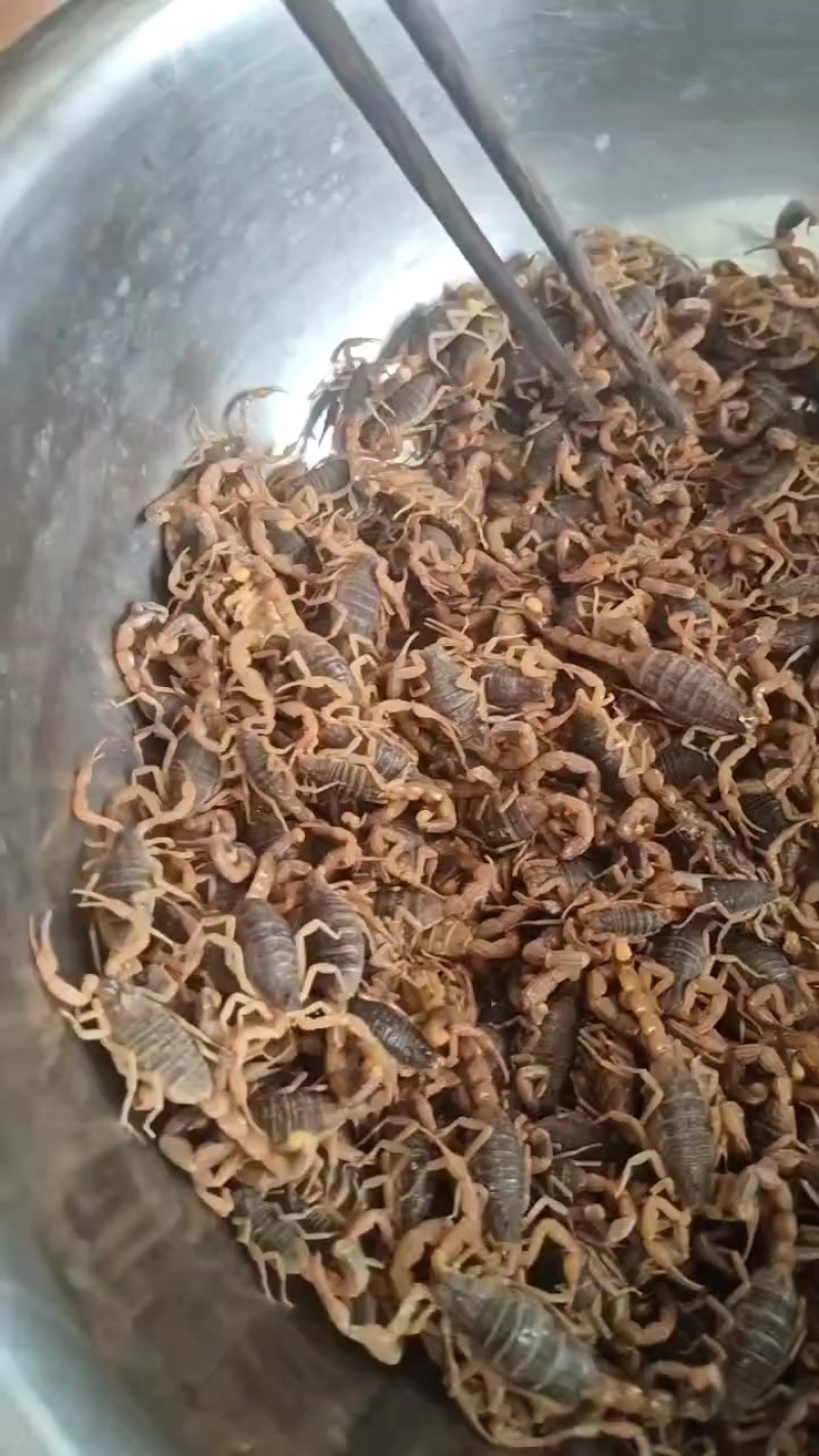 王坟黑背山蝎子。十足全蝎