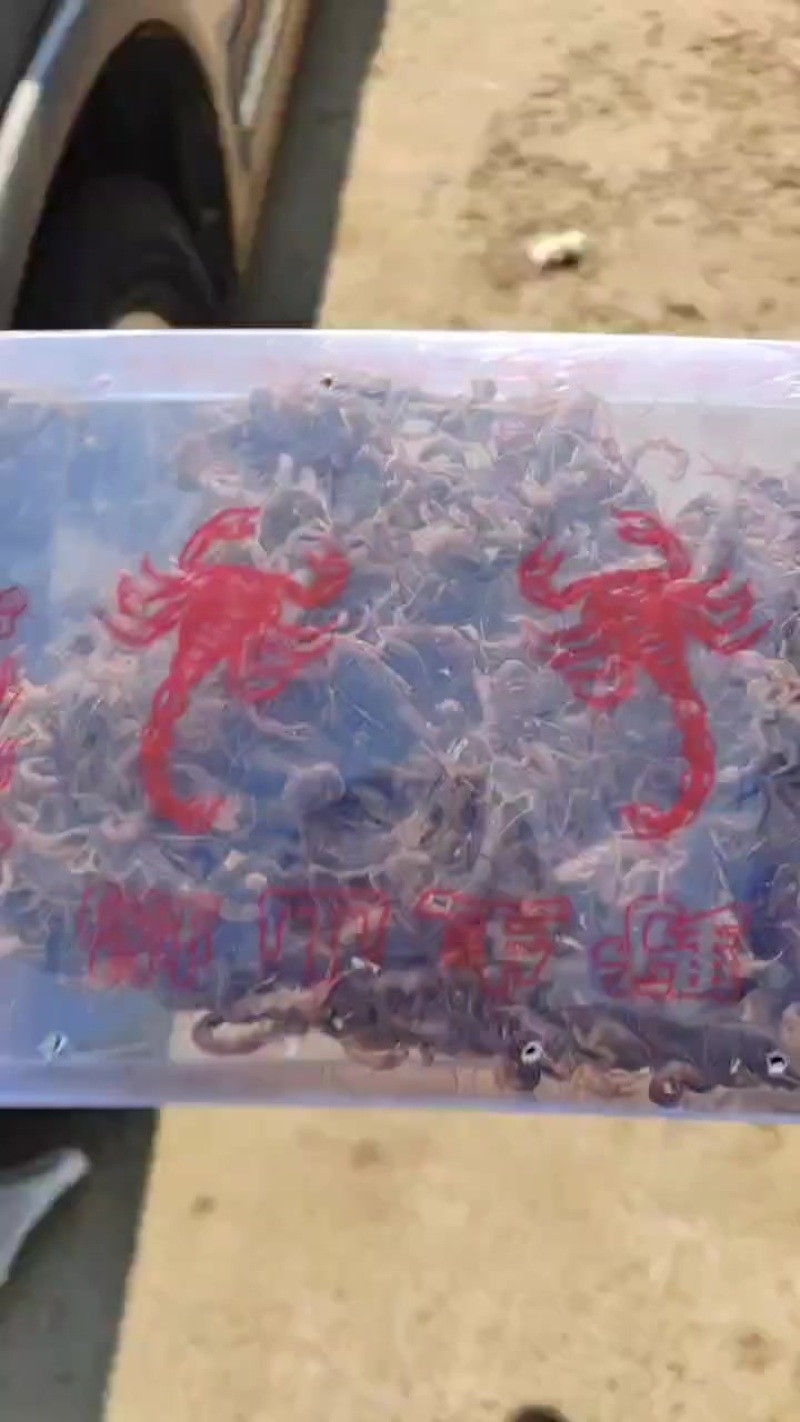 王坟黑背山蝎子。十足全蝎