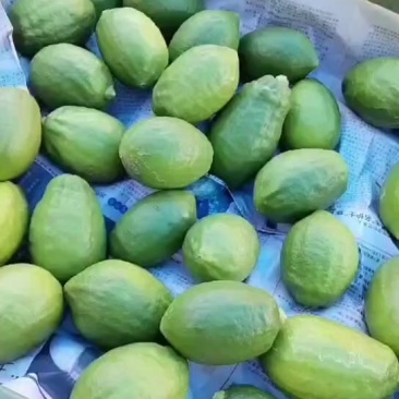 广东柠檬