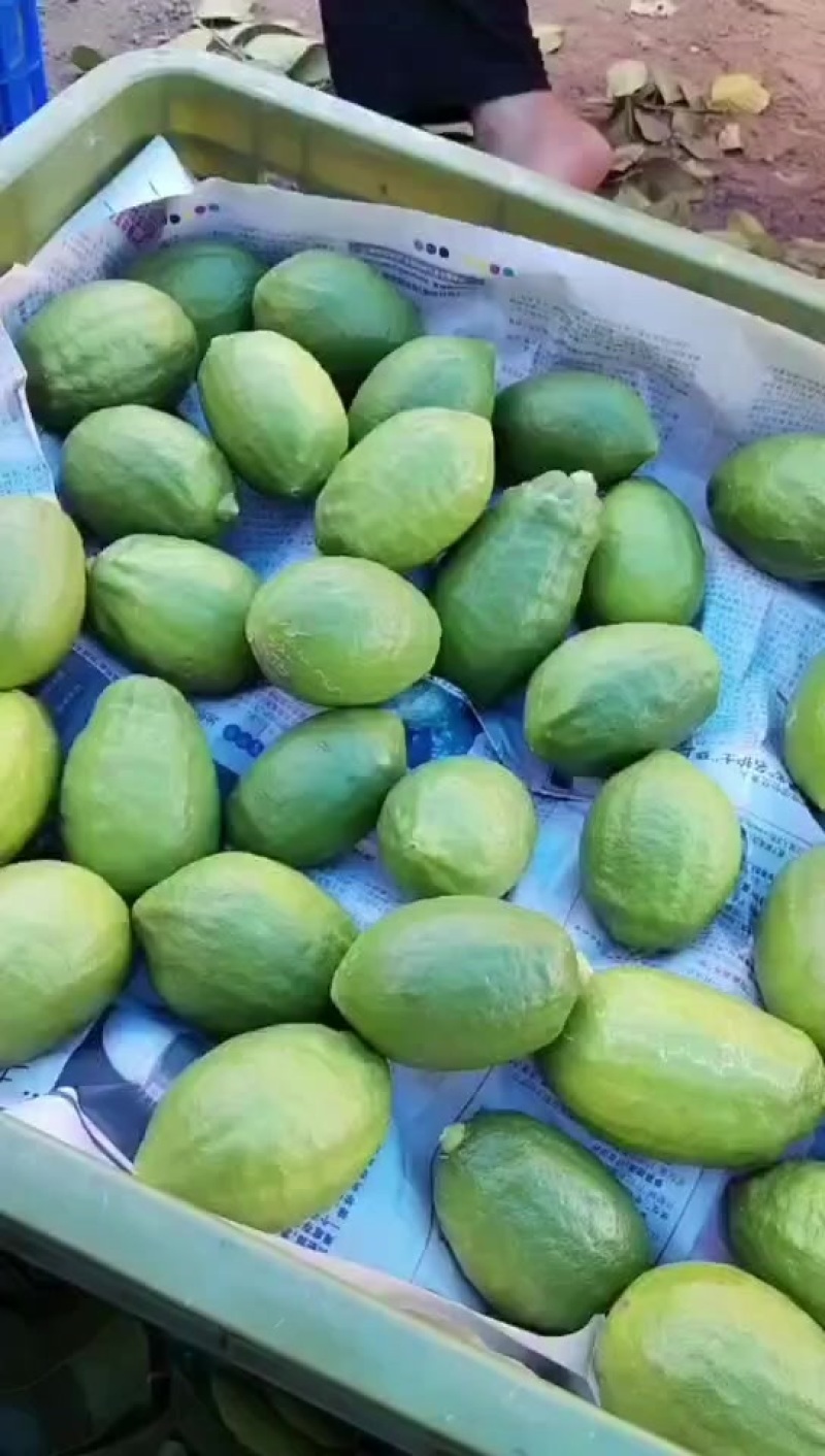 广东柠檬