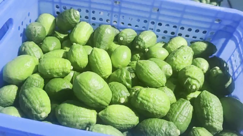 柠檬发货