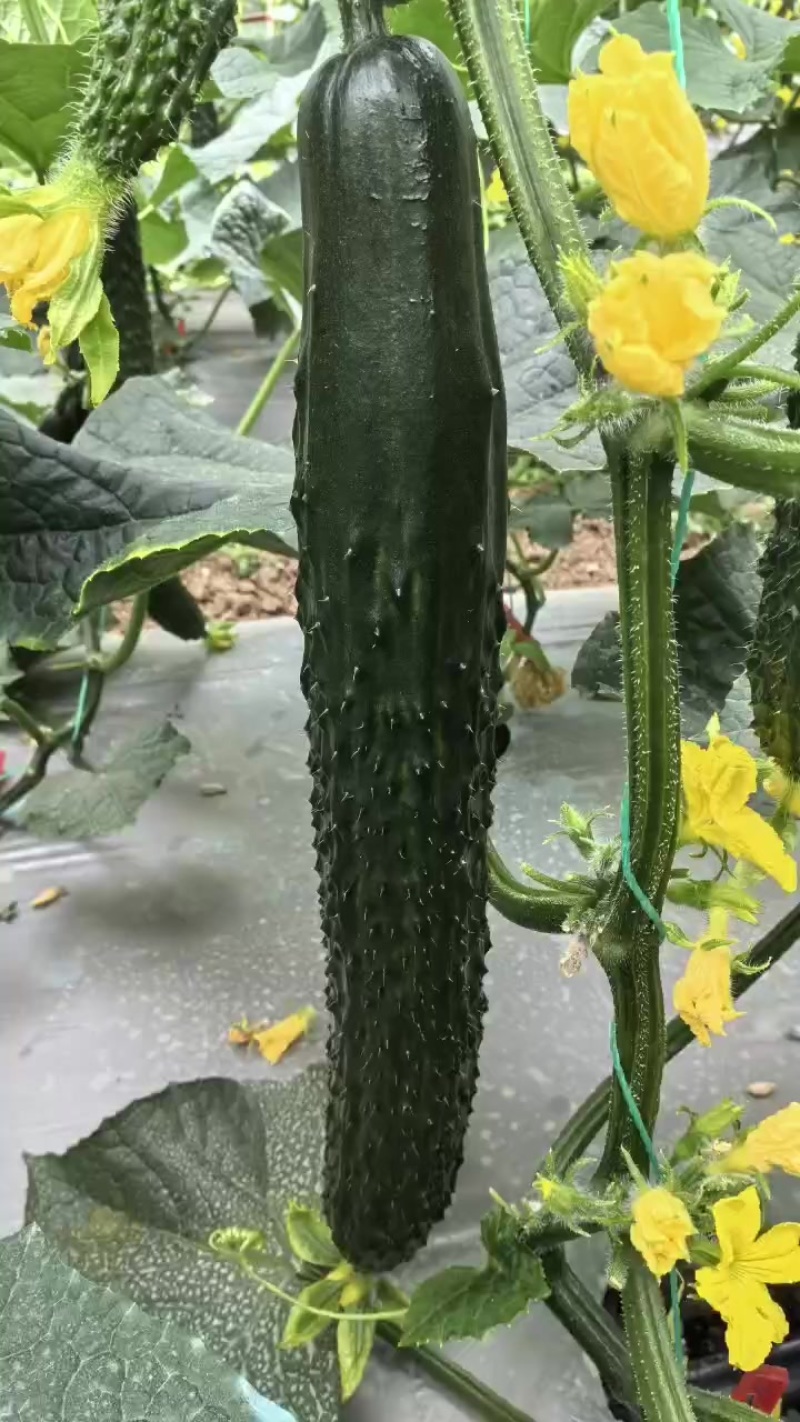 黄瓜