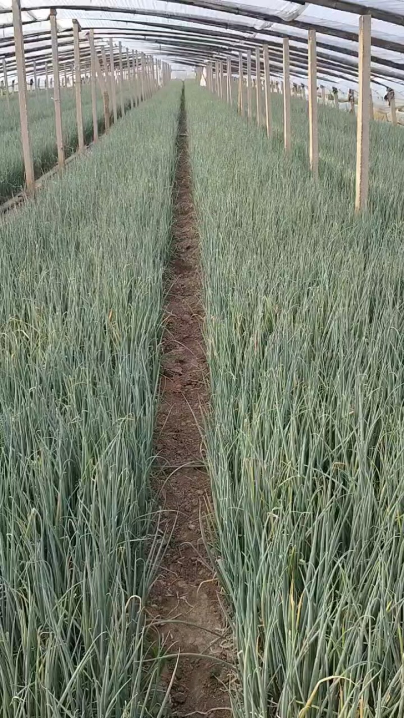 贴杆钢葱葱苗
