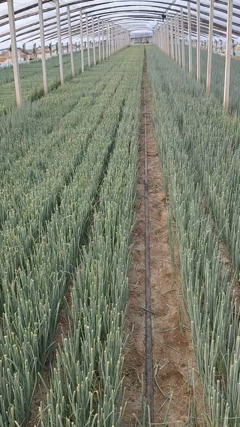 贴杆钢葱葱苗