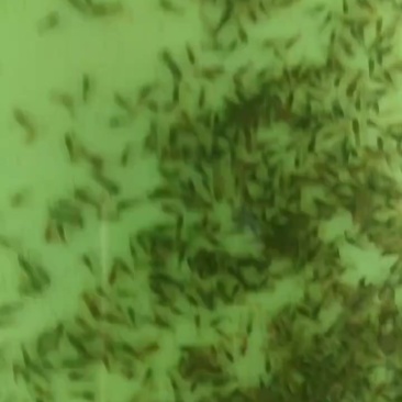 澳洲淡水蓝龙虾苗