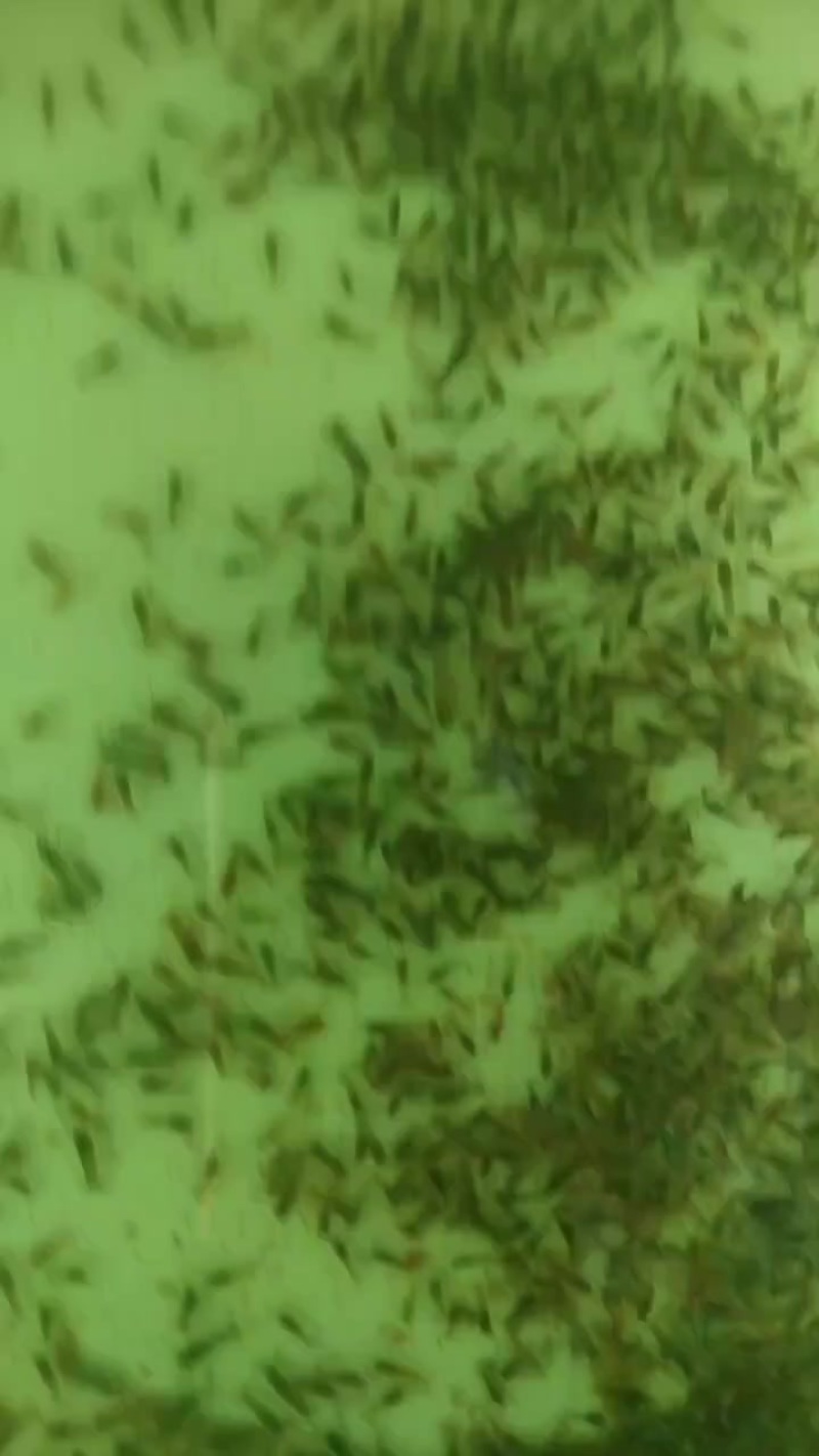 澳洲淡水蓝龙虾苗