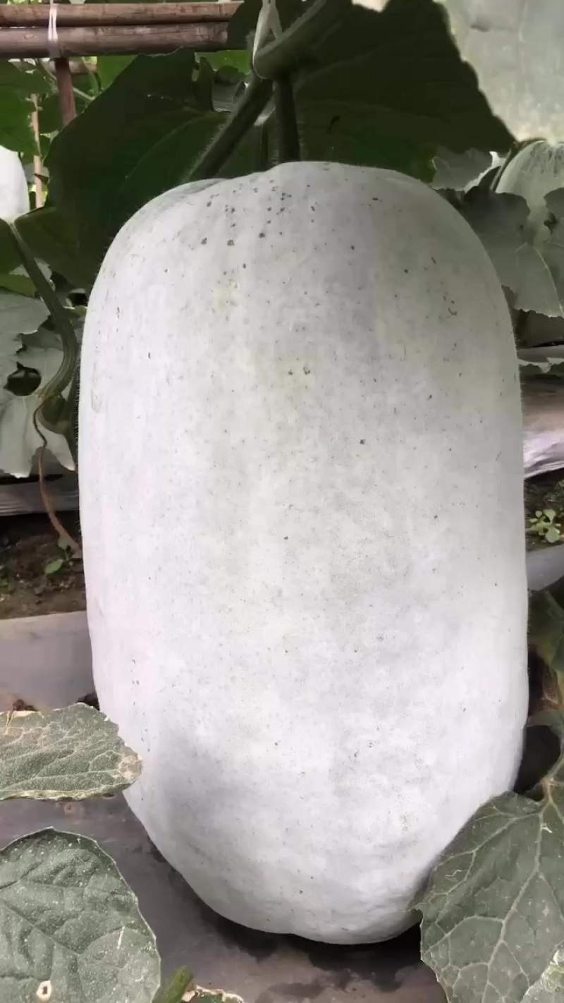 冬瓜青皮白皮冬瓜