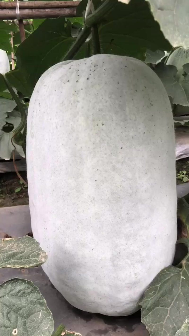 冬瓜青皮白皮冬瓜