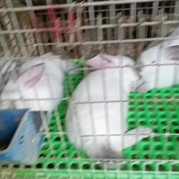 2斤半到3斤的小兔