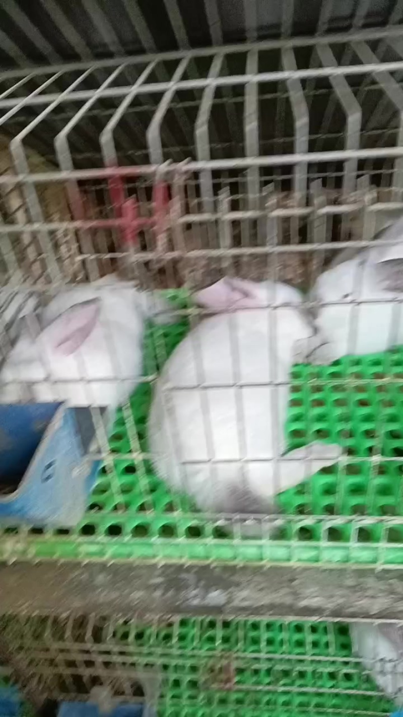 2斤半到3斤的小兔