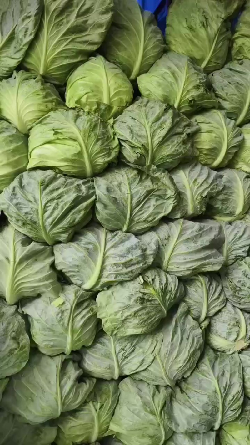 甘蓝