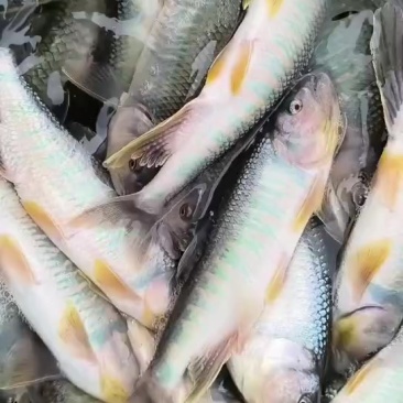 发色全雄马口鱼