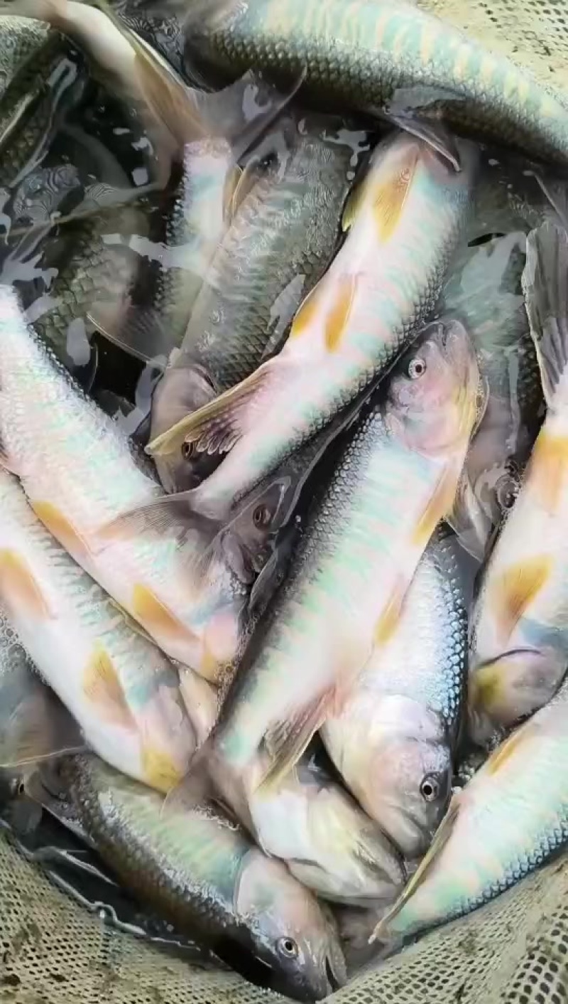 发色全雄马口鱼