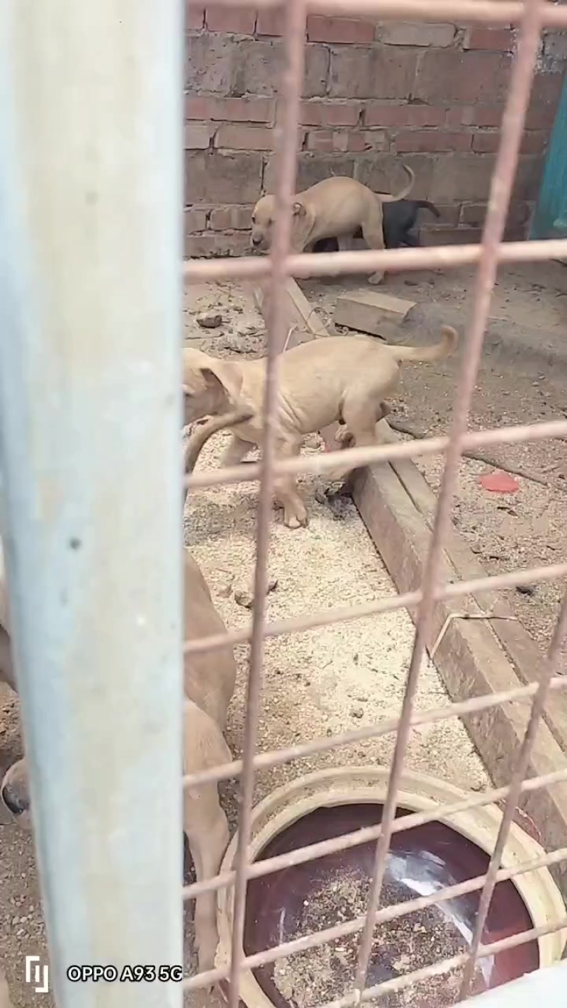小比特一窝，欢迎来打包，有喜欢的联系我