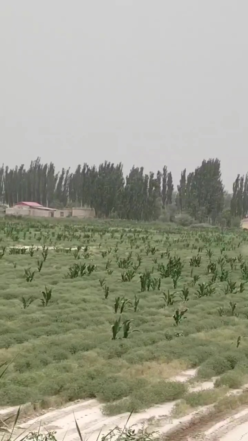 新疆喀什地区优质孜然，自产自销，有15吨刚出产现货。