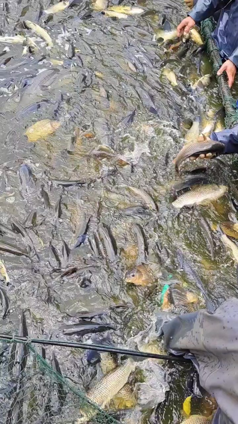 草鱼