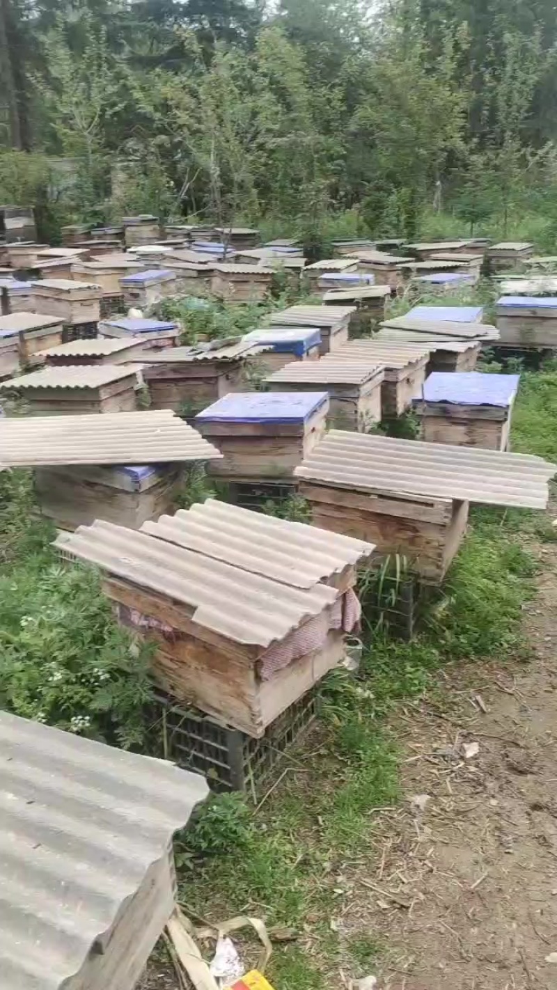 土蜂蜜