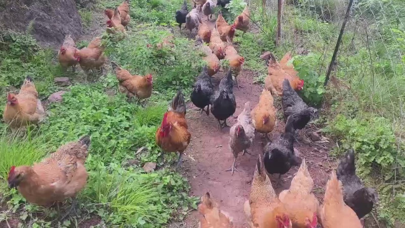 生态跑山土鸡蛋