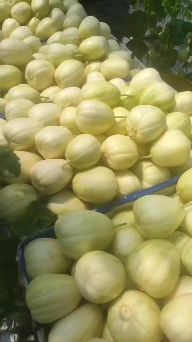 梨树香瓜