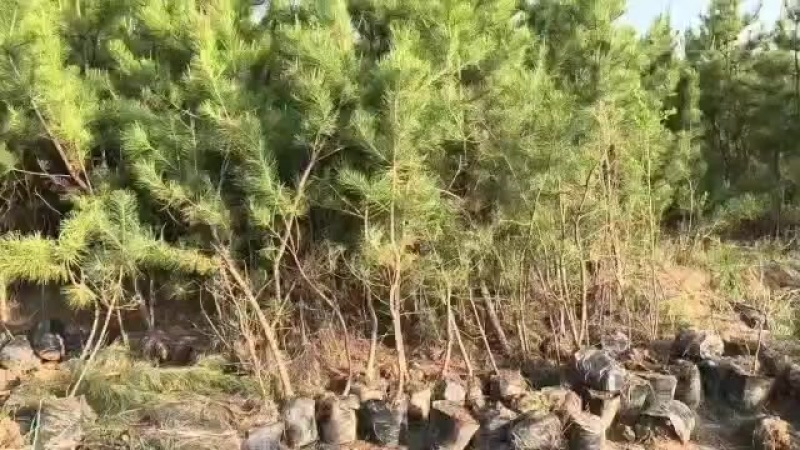 油松西藏货