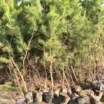 油松西藏货