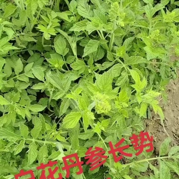 白花丹参