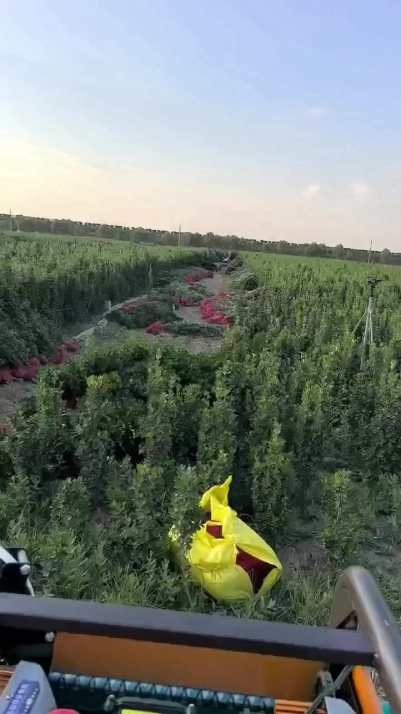 北海道黄杨