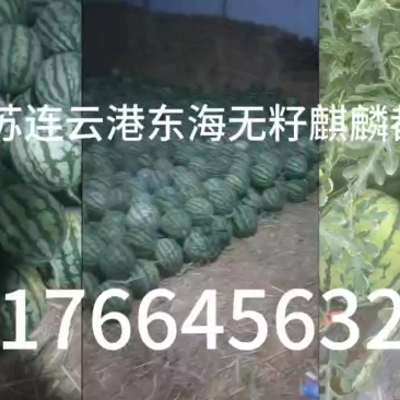 麒麟无籽美都西瓜全国发货