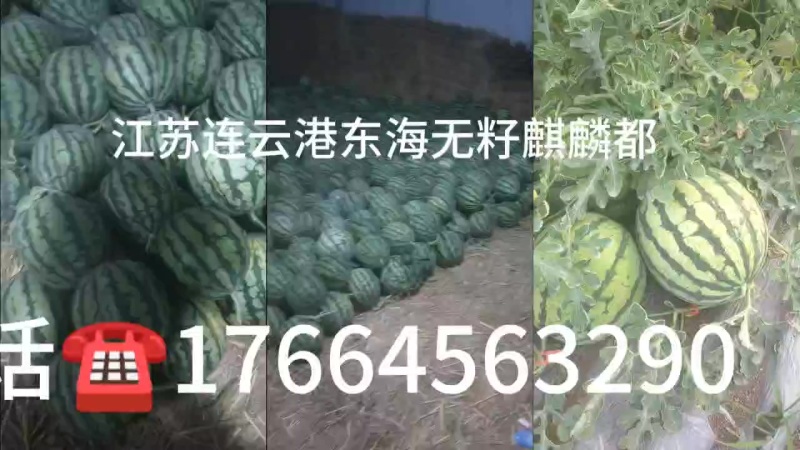 麒麟无籽美都西瓜全国发货