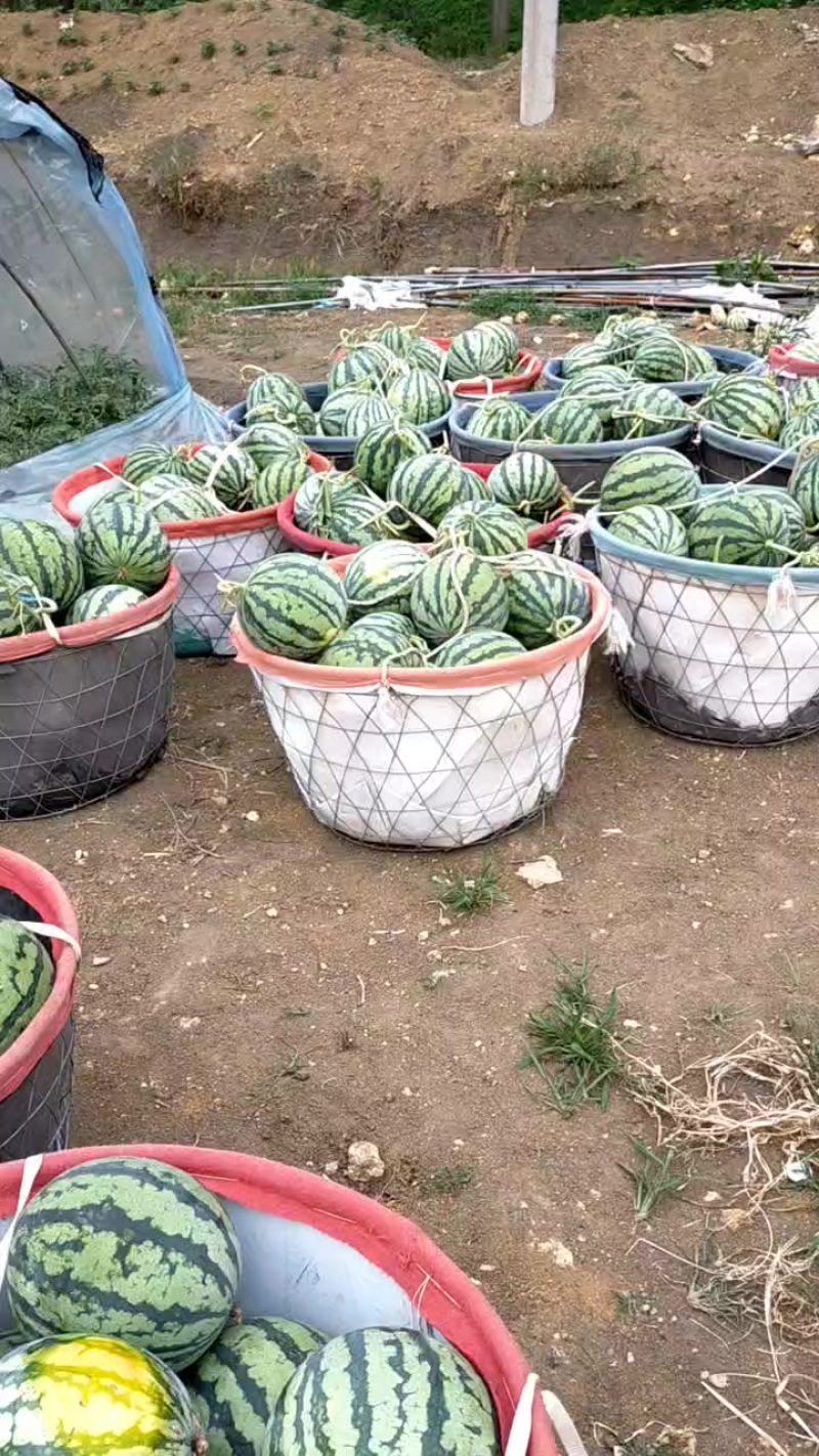 麒麟无籽美都西瓜全国发货