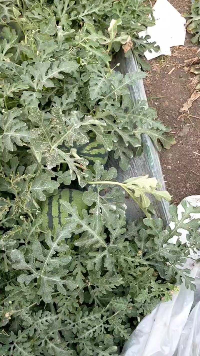 麒麟无籽美都西瓜全国发货