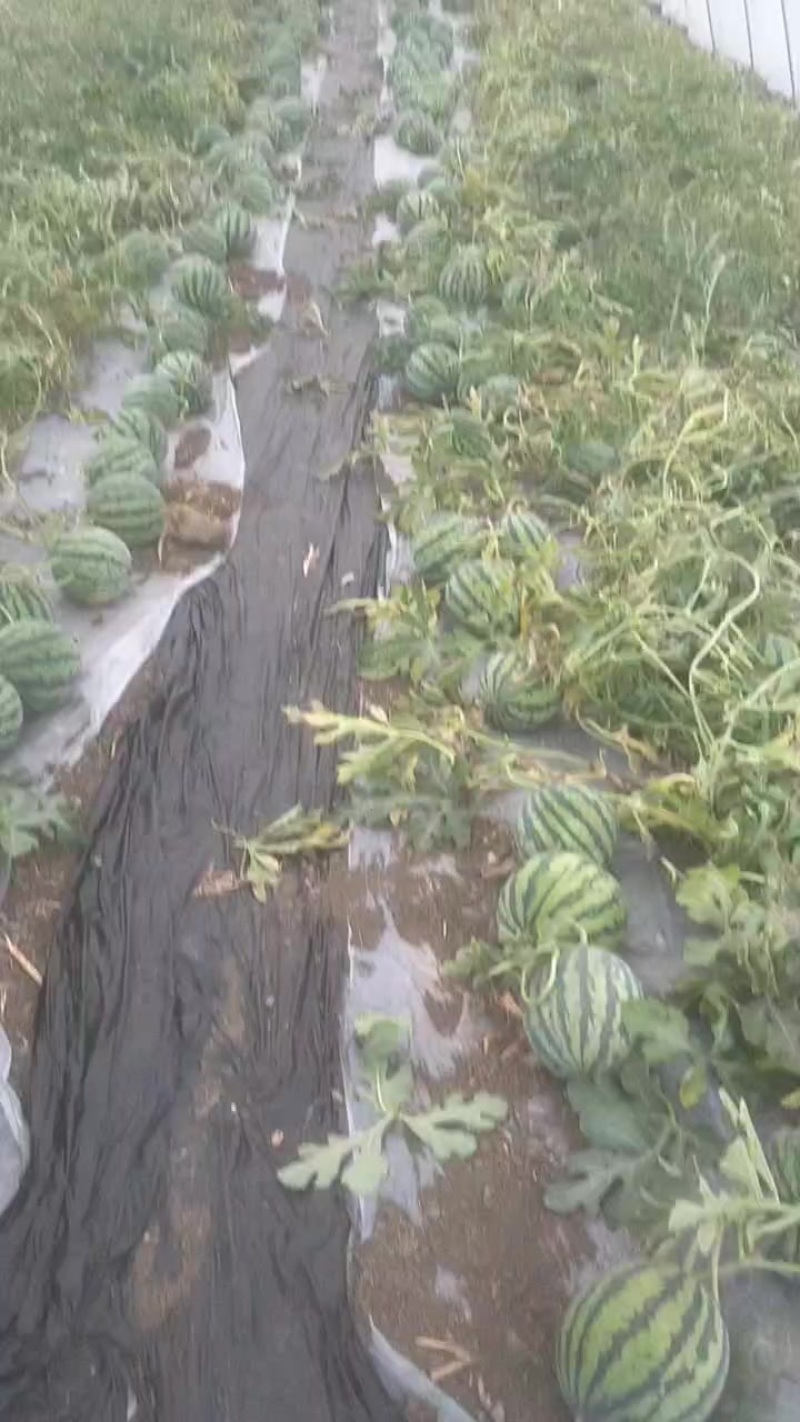 麒麟无籽美都西瓜全国发货