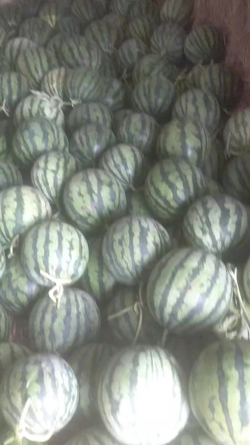 麒麟无籽美都西瓜全国发货