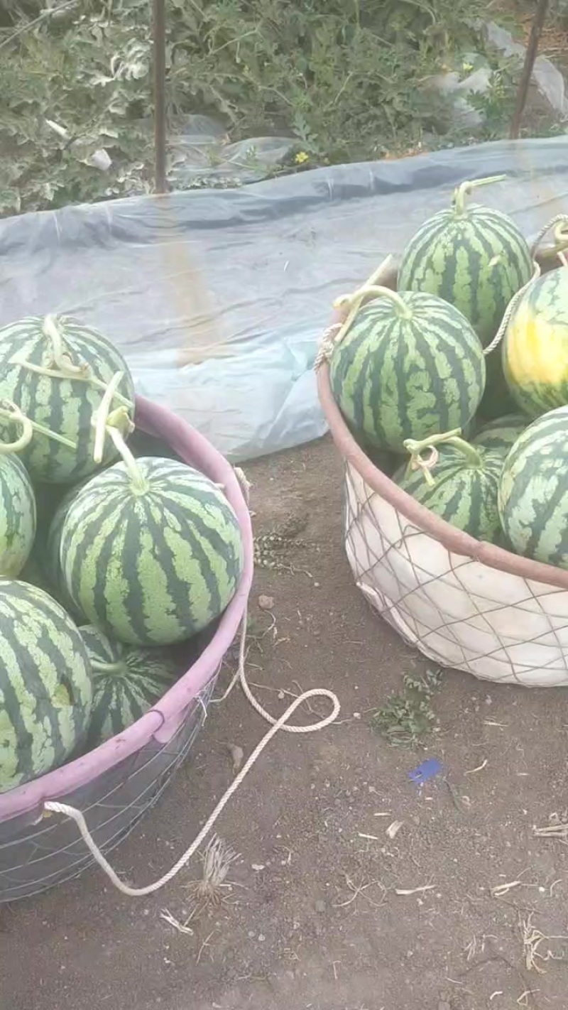 麒麟无籽美都西瓜全国发货