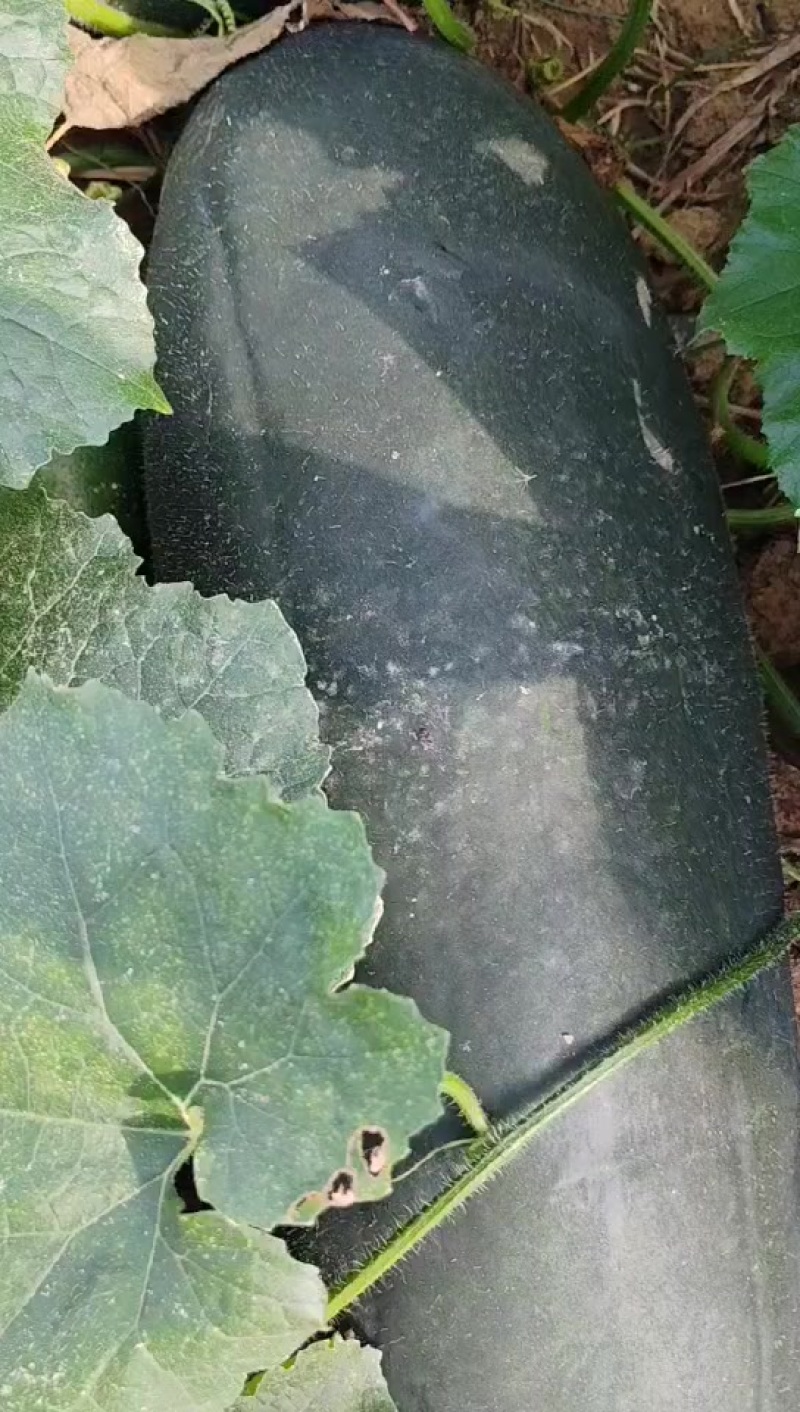 湖北冬瓜