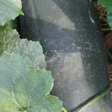 湖北冬瓜