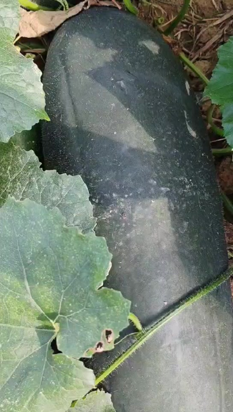 湖北冬瓜