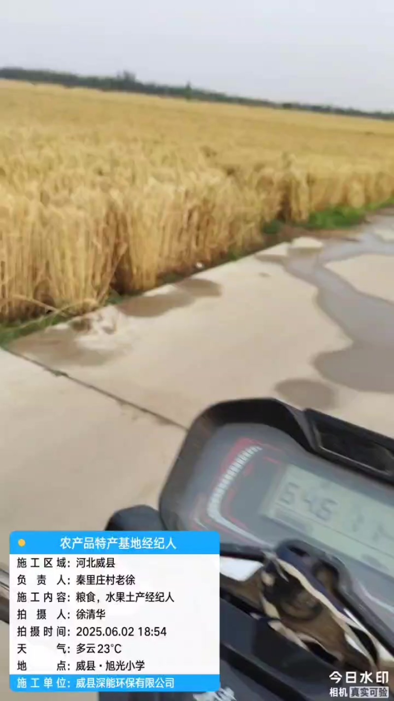 优质小麦